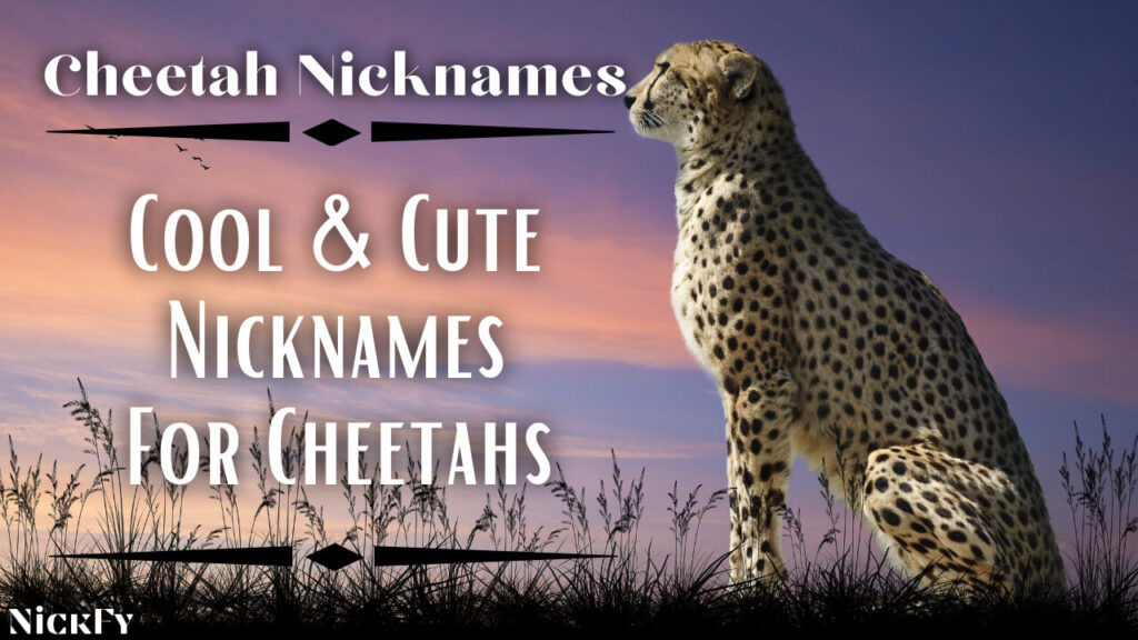 Cheetah Nicknames | Cool & Cute Nicknames For Cheetahs