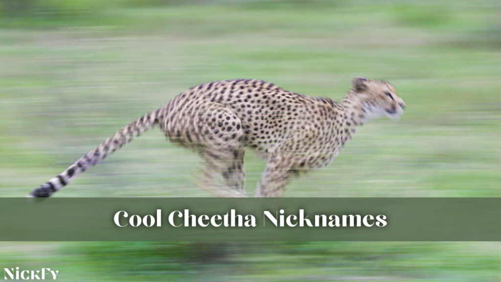Cool Cheetah Nicknames