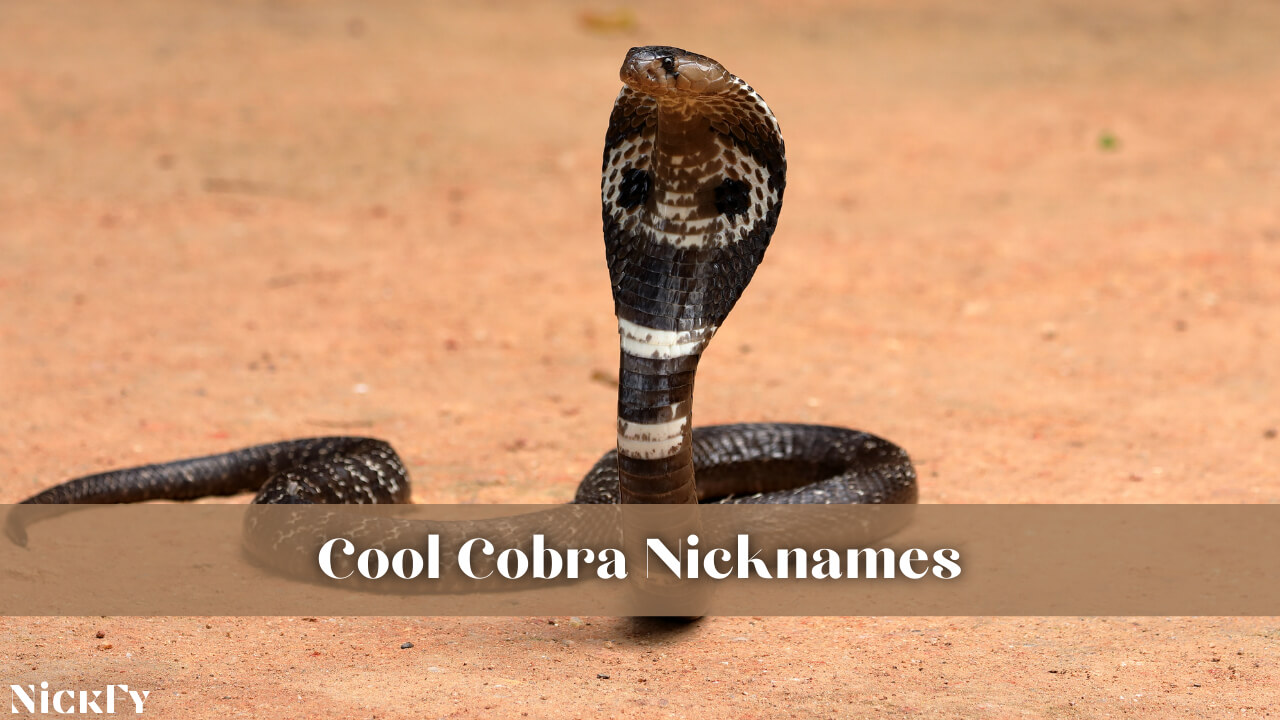 Cool Cobra Nicknames