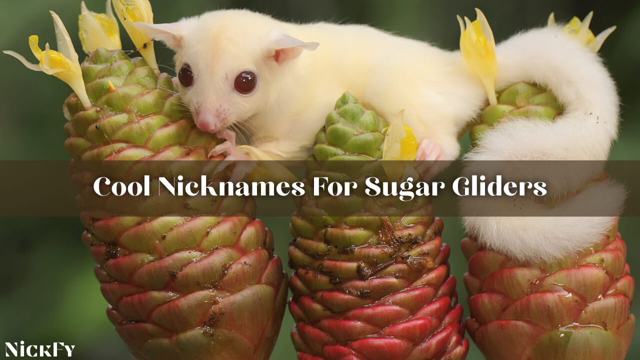 Sugar Glider Nicknames | 424+ Funny & Cute Nicknames For Sugar Gliders ...