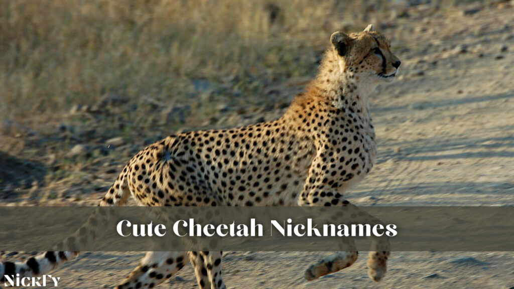 Cute Cheetah Nicknames