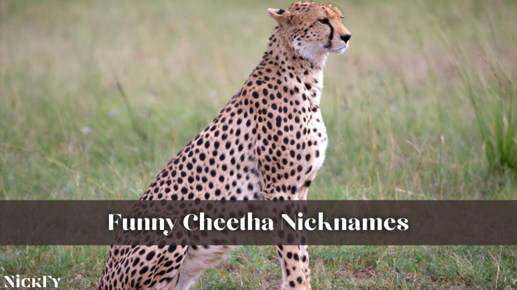 Funny Cheetah Nicknames