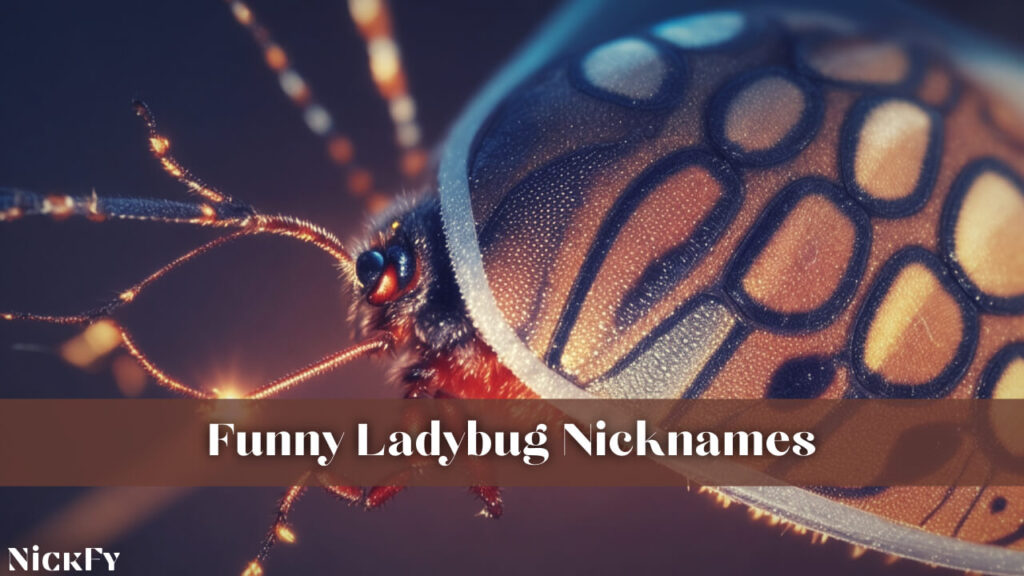 Funny Ladybug Nicknames