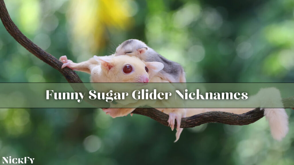 Funny Sugar Glider Nicknames