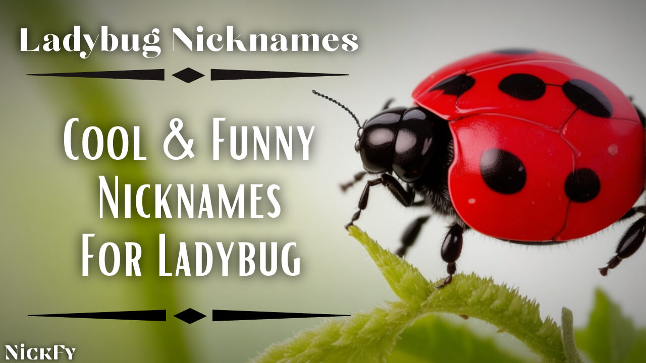 Ladybug Nicknames | Cool & Funny Nicknames For Ladybug