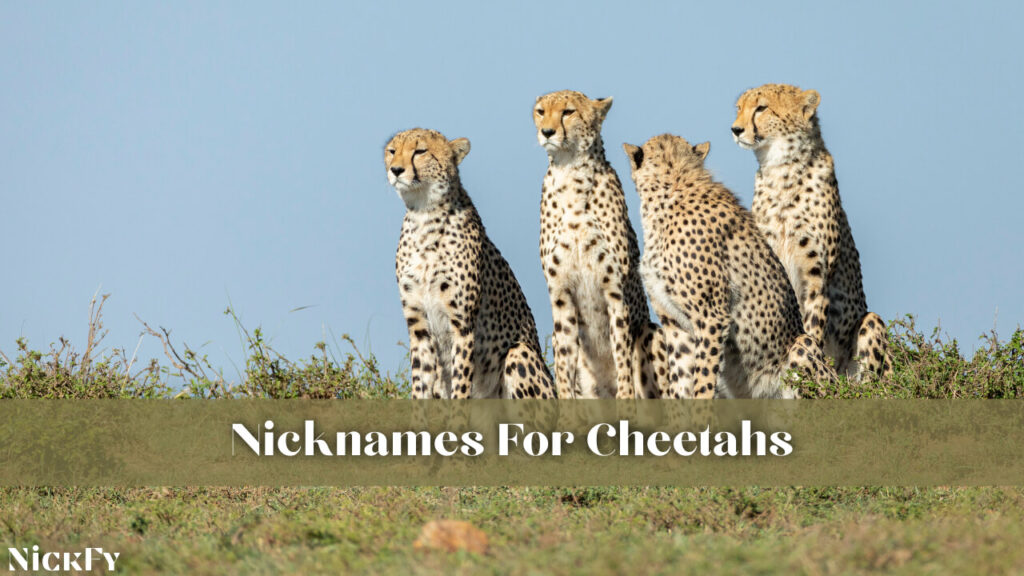 Nicknames For Cheetahs