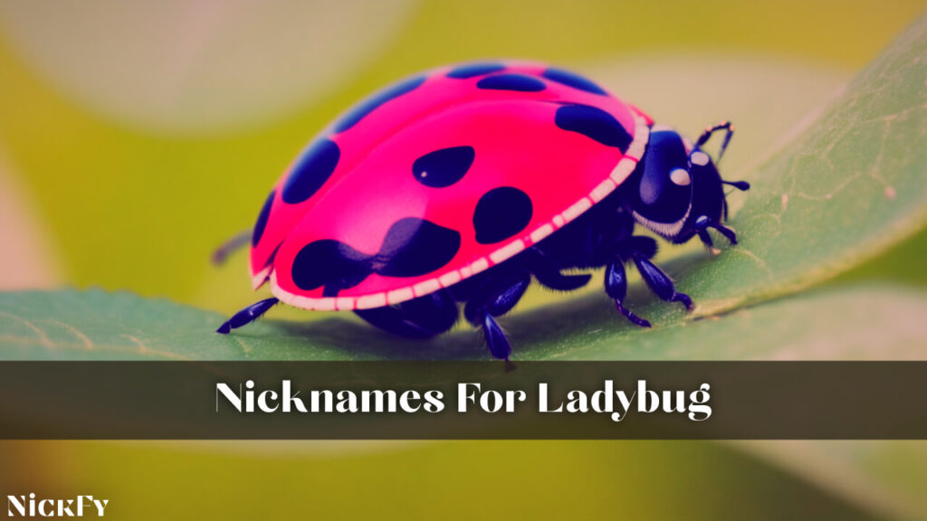 Nicknames For Ladybug