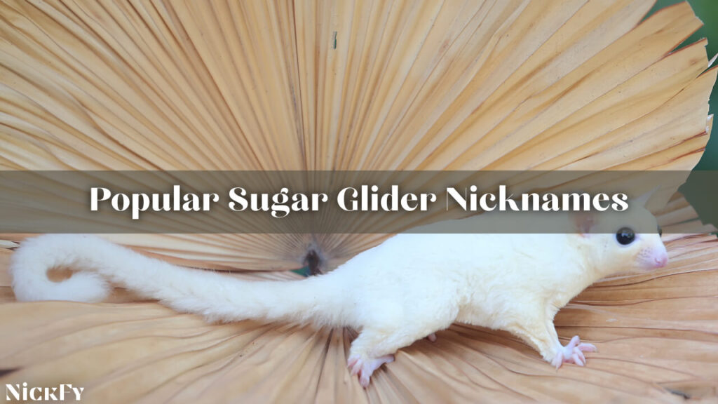Popular Nicknames For Sugar Gliders