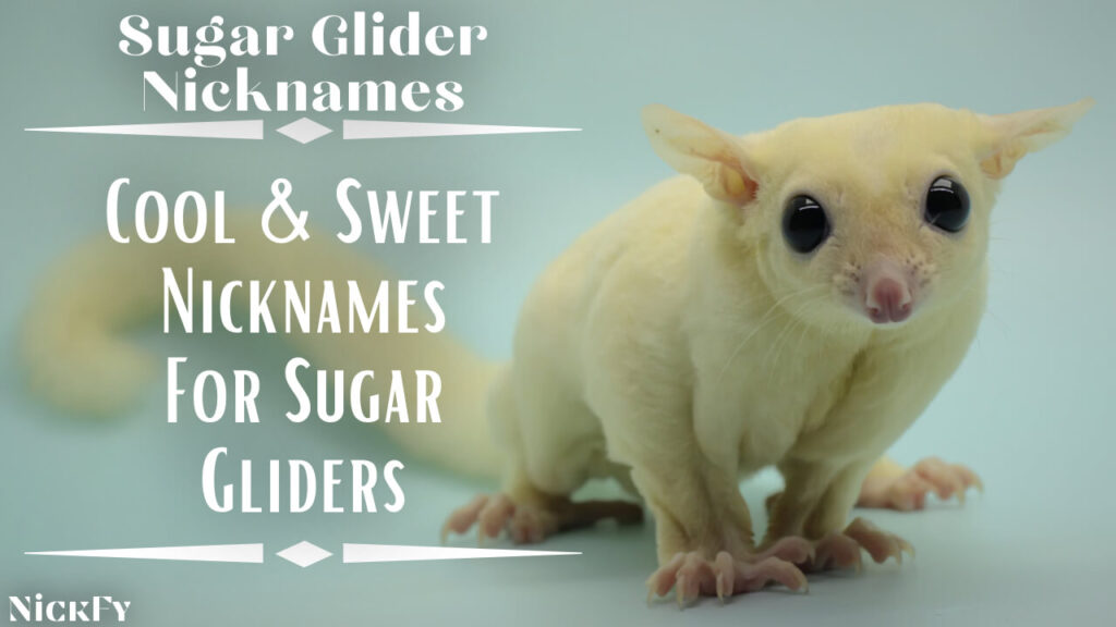 Sugar Glider Nicknames | Funny & Cute Nicknames For Sugar Gliders