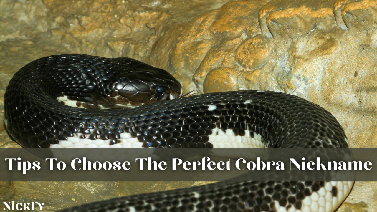 Tips To Choose The Perfect Cobra Nickname